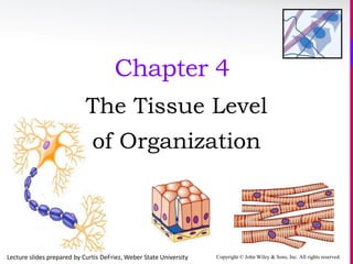 Copyright © John Wiley & Sons, Inc. All rights reserved.
Chapter 4
The Tissue Level
of Organization
Lecture slides prepared by Curtis DeFriez, Weber State University
 