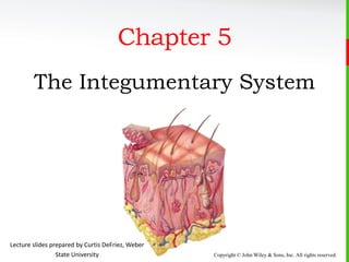 Copyright © John Wiley & Sons, Inc. All rights reserved.
Chapter 5
The Integumentary System
Lecture slides prepared by Curtis DeFriez, Weber
State University
 