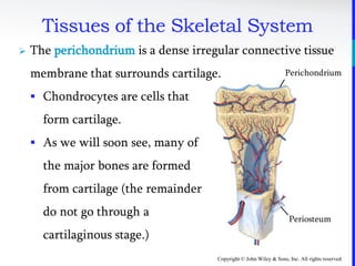 Copyright © John Wiley & Sons, Inc. All rights reserved.
Tissues of the Skeletal System
 The perichondrium is a dense irregular connective tissue
membrane that surrounds cartilage.
 Chondrocytes are cells that
form cartilage.
 As we will soon see, many of
the major bones are formed
from cartilage (the remainder
do not go through a
cartilaginous stage.)
Perichondrium
Periosteum
 