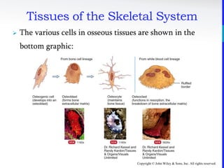 Copyright © John Wiley & Sons, Inc. All rights reserved.
Tissues of the Skeletal System
 The various cells in osseous tissues are shown in the
bottom graphic:
 