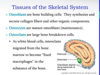 Copyright © John Wiley & Sons, Inc. All rights reserved.
 Osteoblasts are bone building cells: They synthesize and
secrete collagen fibers and other organic components.
 Osteocytes are mature osteoblasts (maintenance).
 Osteoclasts are large bone breakdown cells.
 As white blood cells, osteoclasts
migrated from the bone
marrow to become “fixed
macrophages” in the
substance of the bone.
Tissues of the Skeletal System
 