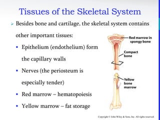 Copyright © John Wiley & Sons, Inc. All rights reserved.
Tissues of the Skeletal System
 Besides bone and cartilage, the skeletal system contains
other important tissues:
 Epithelium (endothelium) form
the capillary walls
 Nerves (the periosteum is
especially tender)
 Red marrow – hematopoiesis
 Yellow marrow – fat storage
 