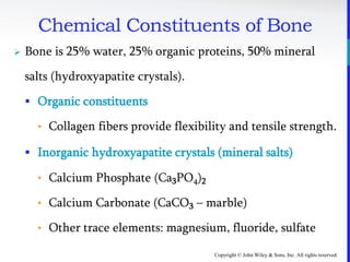 Copyright © John Wiley & Sons, Inc. All rights reserved.
Chemical Constituents of Bone
 Bone is 25% water, 25% organic proteins, 50% mineral
salts (hydroxyapatite crystals).
 Organic constituents
• Collagen fibers provide flexibility and tensile strength.
 Inorganic hydroxyapatite crystals (mineral salts)
• Calcium Phosphate (Ca3PO4)2
• Calcium Carbonate (CaCO3 – marble)
• Other trace elements: magnesium, fluoride, sulfate
 