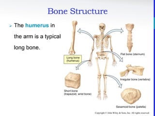 Copyright © John Wiley & Sons, Inc. All rights reserved.
 The humerus in
the arm is a typical
long bone.
Bone Structure
 