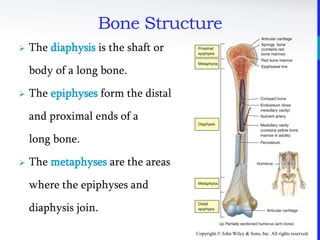 Copyright © John Wiley & Sons, Inc. All rights reserved.
Bone Structure
 The diaphysis is the shaft or
body of a long bone.
 The epiphyses form the distal
and proximal ends of a
long bone.
 The metaphyses are the areas
where the epiphyses and
diaphysis join.
 