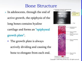 Copyright © John Wiley & Sons, Inc. All rights reserved.
Bone Structure
 In adolescents, through the end of
active growth, the epiphysis of the
long bones contains hyaline
cartilage and forms an “epiphyseal
growth plate”.
 The growth plate is always
actively dividing and causing the
bone to elongate from each end.
 