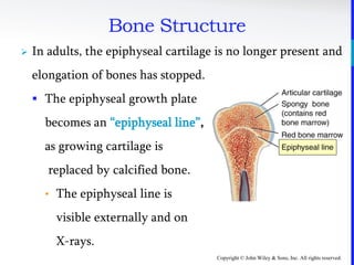 Copyright © John Wiley & Sons, Inc. All rights reserved.
 In adults, the epiphyseal cartilage is no longer present and
elongation of bones has stopped.
 The epiphyseal growth plate
becomes an “epiphyseal line”,
as growing cartilage is
replaced by calcified bone.
• The epiphyseal line is
visible externally and on
X-rays.
Bone Structure
 