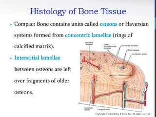 Copyright © John Wiley & Sons, Inc. All rights reserved.
Histology of Bone Tissue
 Compact Bone contains units called osteons or Haversian
systems formed from concentric lamellae (rings of
calcified matrix).
 Interstitial lamellae
between osteons are left
over fragments of older
osteons.
 