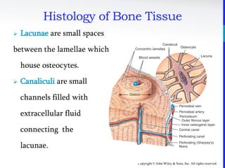 Copyright © John Wiley & Sons, Inc. All rights reserved.
 Lacunae are small spaces
between the lamellae which
house osteocytes.
 Canaliculi are small
channels filled with
extracellular fluid
connecting the
lacunae.
Histology of Bone Tissue
 