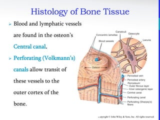 Copyright © John Wiley & Sons, Inc. All rights reserved.
Histology of Bone Tissue
 Blood and lymphatic vessels
are found in the osteon’s
Central canal.
 Perforating (Volkmann’s)
canals allow transit of
these vessels to the
outer cortex of the
bone.
 