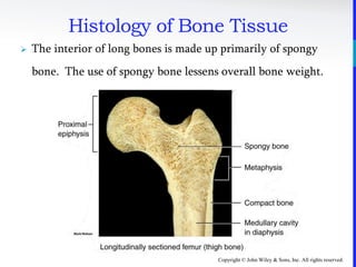 Copyright © John Wiley & Sons, Inc. All rights reserved.
Histology of Bone Tissue
 The interior of long bones is made up primarily of spongy
bone. The use of spongy bone lessens overall bone weight.
 