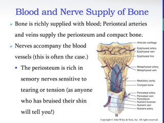 Copyright © John Wiley & Sons, Inc. All rights reserved.
 Bone is richly supplied with blood; Periosteal arteries
and veins supply the periosteum and compact bone.
 Nerves accompany the blood
vessels (this is often the case.)
 The periosteum is rich in
sensory nerves sensitive to
tearing or tension (as anyone
who has bruised their shin
will tell you!)
Blood and Nerve Supply of Bone
 