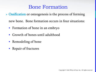 Copyright © John Wiley & Sons, Inc. All rights reserved.
Bone Formation
 Ossification or osteogenesis is the process of forming
new bone. Bone formation occurs in four situations:
 Formation of bone in an embryo
 Growth of bones until adulthood
 Remodeling of bone
 Repair of fractures
 