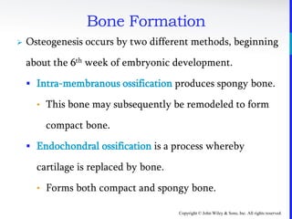 Copyright © John Wiley & Sons, Inc. All rights reserved.
Bone Formation
 Osteogenesis occurs by two different methods, beginning
about the 6th week of embryonic development.
 Intra-membranous ossification produces spongy bone.
• This bone may subsequently be remodeled to form
compact bone.
 Endochondral ossification is a process whereby
cartilage is replaced by bone.
• Forms both compact and spongy bone.
 