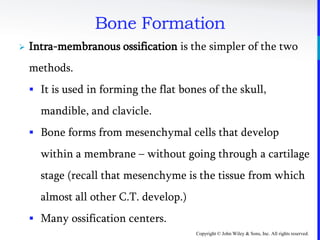 Copyright © John Wiley & Sons, Inc. All rights reserved.
Bone Formation
 Intra-membranous ossification is the simpler of the two
methods.
 It is used in forming the flat bones of the skull,
mandible, and clavicle.
 Bone forms from mesenchymal cells that develop
within a membrane – without going through a cartilage
stage (recall that mesenchyme is the tissue from which
almost all other C.T. develop.)
 Many ossification centers.
 
