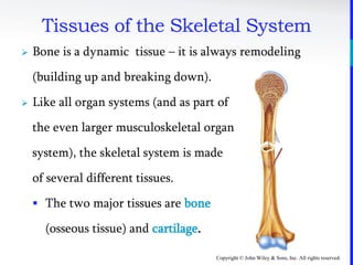 Copyright © John Wiley & Sons, Inc. All rights reserved.
 Bone is a dynamic tissue – it is always remodeling
(building up and breaking down).
 Like all organ systems (and as part of
the even larger musculoskeletal organ
system), the skeletal system is made
of several different tissues.
 The two major tissues are bone
(osseous tissue) and cartilage.
Tissues of the Skeletal System
 