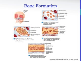 Copyright © John Wiley & Sons, Inc. All rights reserved.
Bone Formation
 