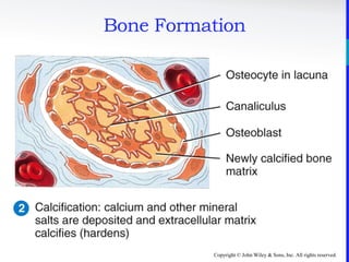 Copyright © John Wiley & Sons, Inc. All rights reserved.
Bone Formation
 