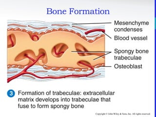 Copyright © John Wiley & Sons, Inc. All rights reserved.
Bone Formation
 
