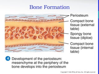 Copyright © John Wiley & Sons, Inc. All rights reserved.
Bone Formation
 