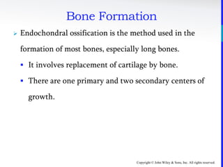 Copyright © John Wiley & Sons, Inc. All rights reserved.
Bone Formation
 Endochondral ossification is the method used in the
formation of most bones, especially long bones.
 It involves replacement of cartilage by bone.
 There are one primary and two secondary centers of
growth.
 