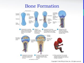 Copyright © John Wiley & Sons, Inc. All rights reserved.
Bone Formation
 