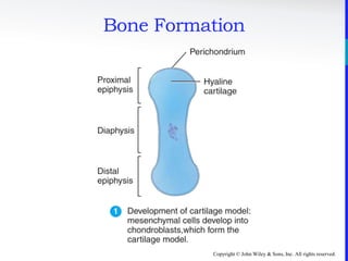 Copyright © John Wiley & Sons, Inc. All rights reserved.
Bone Formation
 