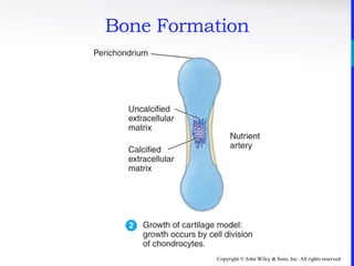 Copyright © John Wiley & Sons, Inc. All rights reserved.
Bone Formation
 