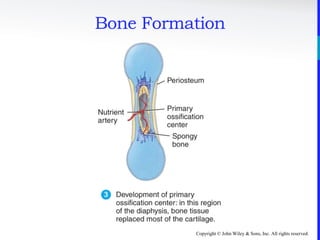 Copyright © John Wiley & Sons, Inc. All rights reserved.
Bone Formation
 