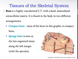 Copyright © John Wiley & Sons, Inc. All rights reserved.
Tissues of the Skeletal System
 Bone is a highly vascularized C.T. with a hard, mineralized
extracellular matrix. It is found in the body in two different
arrangements:
 Compact bone – most of the bone in this graphic is compact
bone.
 Spongy bone is seen as
the less organized tissue
along the left margin
(with the spicules).
 