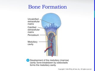 Copyright © John Wiley & Sons, Inc. All rights reserved.
Bone Formation
 