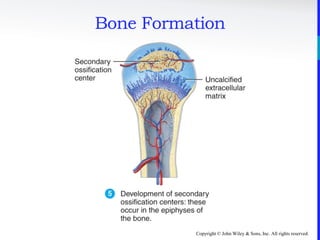 Copyright © John Wiley & Sons, Inc. All rights reserved.
Bone Formation
 