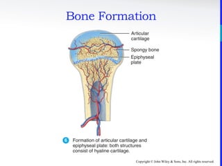 Copyright © John Wiley & Sons, Inc. All rights reserved.
Bone Formation
 