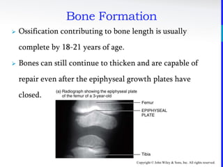 Copyright © John Wiley & Sons, Inc. All rights reserved.
Bone Formation
 Ossification contributing to bone length is usually
complete by 18-21 years of age.
 Bones can still continue to thicken and are capable of
repair even after the epiphyseal growth plates have
closed.
 