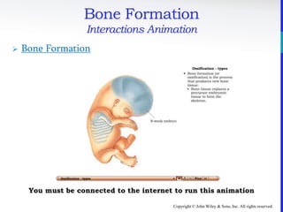Copyright © John Wiley & Sons, Inc. All rights reserved.
Bone Formation
Interactions Animation
 Bone Formation
You must be connected to the internet to run this animation
 