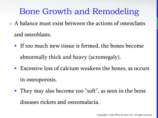 Copyright © John Wiley & Sons, Inc. All rights reserved.
Bone Growth and Remodeling
 A balance must exist between the actions of osteoclasts
and osteoblasts.
 If too much new tissue is formed, the bones become
abnormally thick and heavy (acromegaly).
 Excessive loss of calcium weakens the bones, as occurs
in osteoporosis.
 They may also become too “soft”, as seen in the bone
diseases rickets and osteomalacia.
 