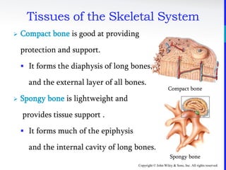 Copyright © John Wiley & Sons, Inc. All rights reserved.
Tissues of the Skeletal System
 Compact bone is good at providing
protection and support.
 It forms the diaphysis of long bones,
and the external layer of all bones.
 Spongy bone is lightweight and
provides tissue support .
 It forms much of the epiphysis
and the internal cavity of long bones.
Compact bone
Spongy bone
 