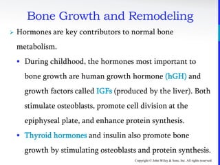 Copyright © John Wiley & Sons, Inc. All rights reserved.
Bone Growth and Remodeling
 Hormones are key contributors to normal bone
metabolism.
 During childhood, the hormones most important to
bone growth are human growth hormone (hGH) and
growth factors called IGFs (produced by the liver). Both
stimulate osteoblasts, promote cell division at the
epiphyseal plate, and enhance protein synthesis.
 Thyroid hormones and insulin also promote bone
growth by stimulating osteoblasts and protein synthesis.
 
