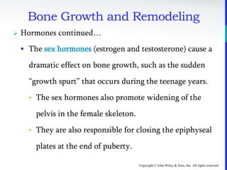 Copyright © John Wiley & Sons, Inc. All rights reserved.
Bone Growth and Remodeling
 Hormones continued…
 The sex hormones (estrogen and testosterone) cause a
dramatic effect on bone growth, such as the sudden
“growth spurt” that occurs during the teenage years.
• The sex hormones also promote widening of the
pelvis in the female skeleton.
• They are also responsible for closing the epiphyseal
plates at the end of puberty.
 