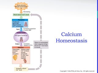 Copyright © John Wiley & Sons, Inc. All rights reserved.
Calcium
Homeostasis
 