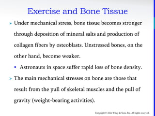 Copyright © John Wiley & Sons, Inc. All rights reserved.
Exercise and Bone Tissue
 Under mechanical stress, bone tissue becomes stronger
through deposition of mineral salts and production of
collagen fibers by osteoblasts. Unstressed bones, on the
other hand, become weaker.
 Astronauts in space suffer rapid loss of bone density.
 The main mechanical stresses on bone are those that
result from the pull of skeletal muscles and the pull of
gravity (weight-bearing activities).
 