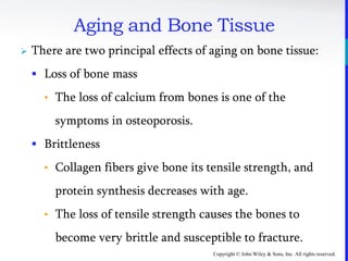 Copyright © John Wiley & Sons, Inc. All rights reserved.
Aging and Bone Tissue
 There are two principal effects of aging on bone tissue:
 Loss of bone mass
• The loss of calcium from bones is one of the
symptoms in osteoporosis.
 Brittleness
• Collagen fibers give bone its tensile strength, and
protein synthesis decreases with age.
• The loss of tensile strength causes the bones to
become very brittle and susceptible to fracture.
 