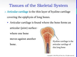 Copyright © John Wiley & Sons, Inc. All rights reserved.
 Articular cartilage is the thin layer of hyaline cartilage
covering the epiphysis of long bones.
 Articular cartilage is found where the bone forms an
articular (joint) surface -
where one bone
moves against another
bone.
Tissues of the Skeletal System
Hyaline cartilage is the
articular cartilage of
this long bone
 