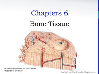 Copyright © John Wiley & Sons, Inc. All rights reserved.
Chapters 6
Bone Tissue
Lecture slides prepared by Curtis DeFriez,
Weber State University
 