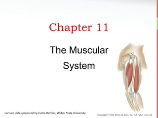 Copyright © John Wiley & Sons, Inc. All rights reserved.
Chapter 11
The Muscular
System
Lecture slides prepared by Curtis DeFriez, Weber State University
 