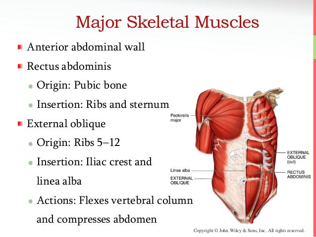 External Oblique Muscle Origin And Insertion