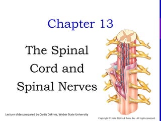 Copyright © John Wiley & Sons, Inc. All rights reserved.
Chapter 13
The Spinal
Cord and
Spinal Nerves
Lecture slides prepared by Curtis DeFriez, Weber State University
 