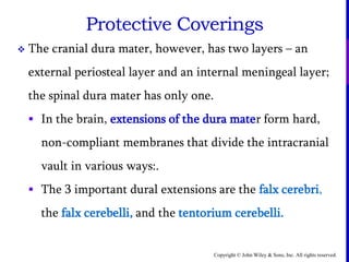 Copyright © John Wiley & Sons, Inc. All rights reserved.
Protective Coverings
 The cranial dura mater, however, has two layers – an
external periosteal layer and an internal meningeal layer;
the spinal dura mater has only one.
 In the brain, extensions of the dura mater form hard,
non-compliant membranes that divide the intracranial
vault in various ways:.
 The 3 important dural extensions are the falx cerebri,
the falx cerebelli, and the tentorium cerebelli.
 