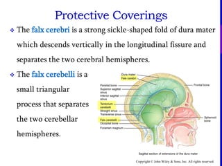 Copyright © John Wiley & Sons, Inc. All rights reserved.
Protective Coverings
 The falx cerebri is a strong sickle-shaped fold of dura mater
which descends vertically in the longitudinal fissure and
separates the two cerebral hemispheres.
 The falx cerebelli is a
small triangular
process that separates
the two cerebellar
hemispheres.
 