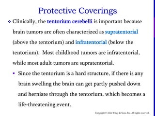 Copyright © John Wiley & Sons, Inc. All rights reserved.
Protective Coverings
 Clinically, the tentorium cerebelli is important because
brain tumors are often characterized as supratentorial
(above the tentorium) and infratentorial (below the
tentorium). Most childhood tumors are infratentorial,
while most adult tumors are supratentorial.
 Since the tentorium is a hard structure, if there is any
brain swelling the brain can get partly pushed down
and herniate through the tentorium, which becomes a
life-threatening event.
 